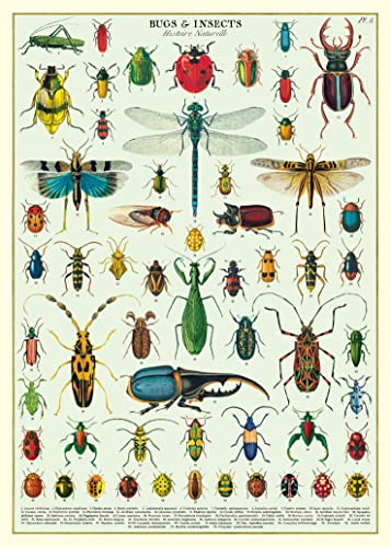 Cavallini Decorative Wrap Poster, Bugs & Insects, 20 x 28 inch Italian Archival Paper (WRAPBUG)