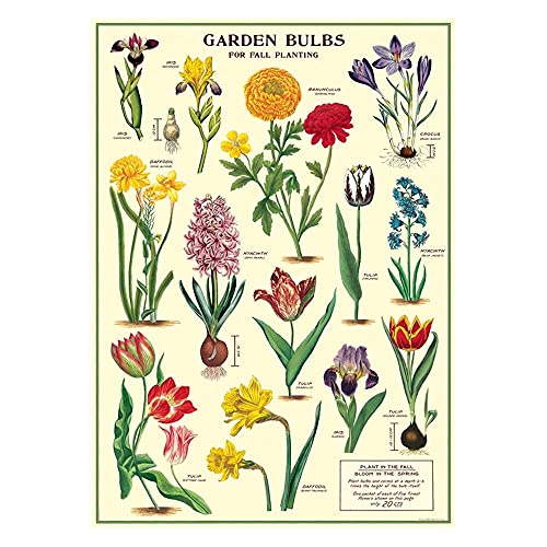 Cavallini Decorative Wrap Poster, Garden Bulbs, 20 x 28 Inch Italian Archival Paper (WRAP/Bulb)