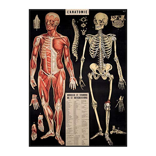 Cavallini Decorative Paper - L'Anatomie 20"x28" Sheet