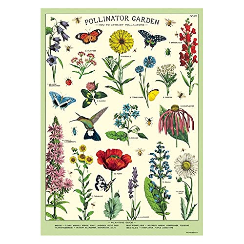 Cavallini Decorative Wrap Poster, Pollinators, 20 x 28 Inch Italian Archival Paper (WRAP/POL)