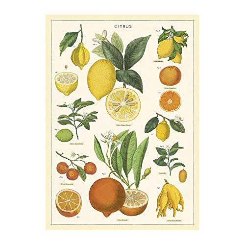 Cavallini Papers & Co. Inc, Citrus Wrap, 20x28 inches (WRAP/Citrus)