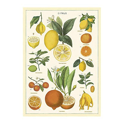 Cavallini Papers & Co. Inc, Citrus Wrap, 20x28 inches (WRAP/Citrus)