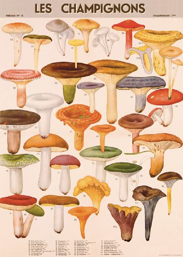 Cavallini Decorative Paper - Mushrooms 20"x28" Sheet