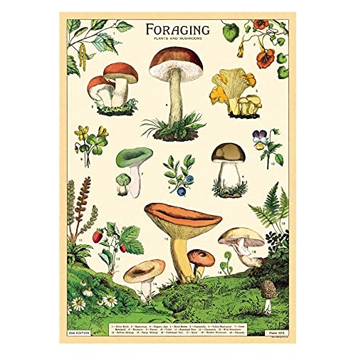 Cavallini Decorative Wrap Poster, Forage, 20 x 28 Inch Italian Archival Paper (WRAP/Forage)