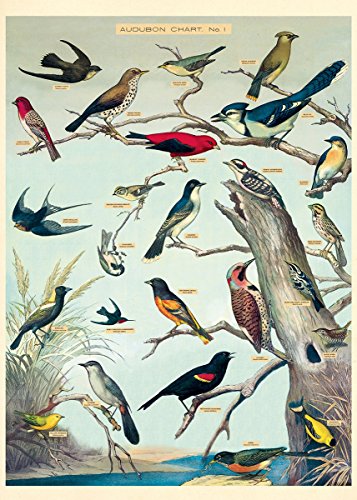 Birds Decorative Paper Sheet t