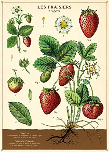 Cavallini Decorative Wrap Poster, Strawberries, 20 x 28 Inch Italian Archival Paper (WRAP/Straw)