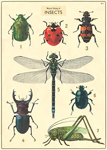 Cavallini & Co. Decorative Paper Sheet, Natural History Insects, 20 x 28 inch Italian Archival Paper (WRAP/NHINS2)