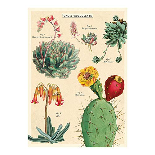 Cavallini Decorative Wrap Poster, Cacti & Succulents 2, 20 x 28 Inch Italian Archival Paper (WRAP/SUC2)