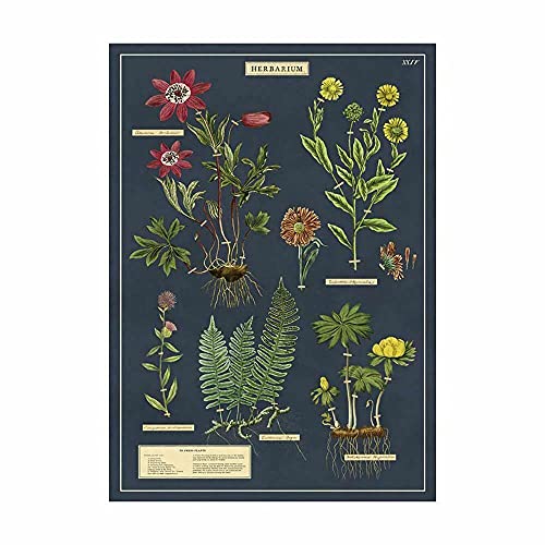 Cavallini & Co. Decorative Paper Sheet 20"x28"- Herbarium