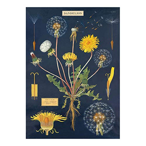 Cavallini Decorative Wrap Poster, Dandelion Chart, 20 x 28 inch Italian Archival Paper (WRAP/DAN)