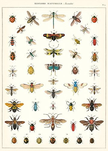 Cavallini & Co. Natural History Insects Decorative Decoupage Poster Wrapping Paper Sheet