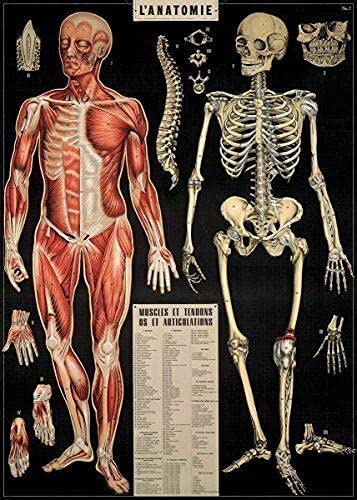 Cavallini Decorative Paper - L'Anatomie 20"x28" Sheet