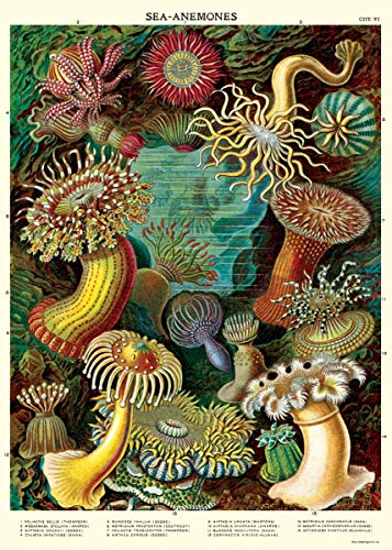 Cavallini Decorative Wrap Poster, Sea Anemones, 20 x 28 Inch Italian Archival Paper (WRAP/SEA)