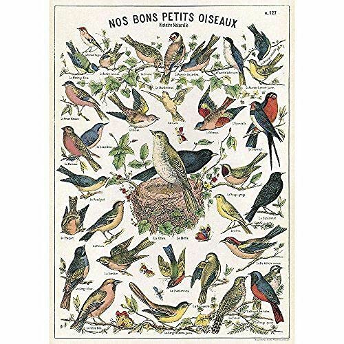 Cavallini Decorative Paper- Bird Chart 20x28 Inch Sheet