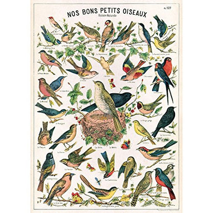 Cavallini Decorative Paper- Bird Chart 20x28 Inch Sheet