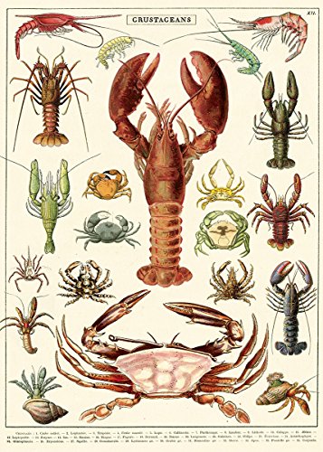 Cavallini & Co. Crustaceans Decorative Paper Sheet